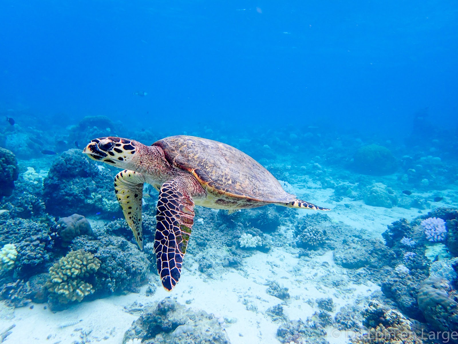 Tortue de mer en plein snorkeling à Gili Meno