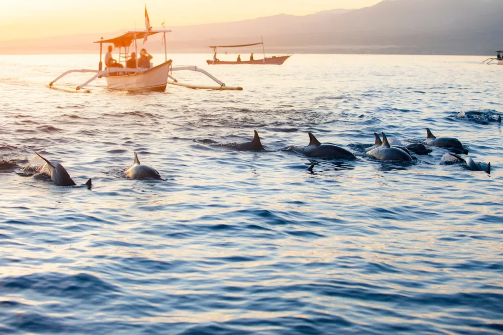 Dauphins au lever du jour à Lovina, côte nord de Bali